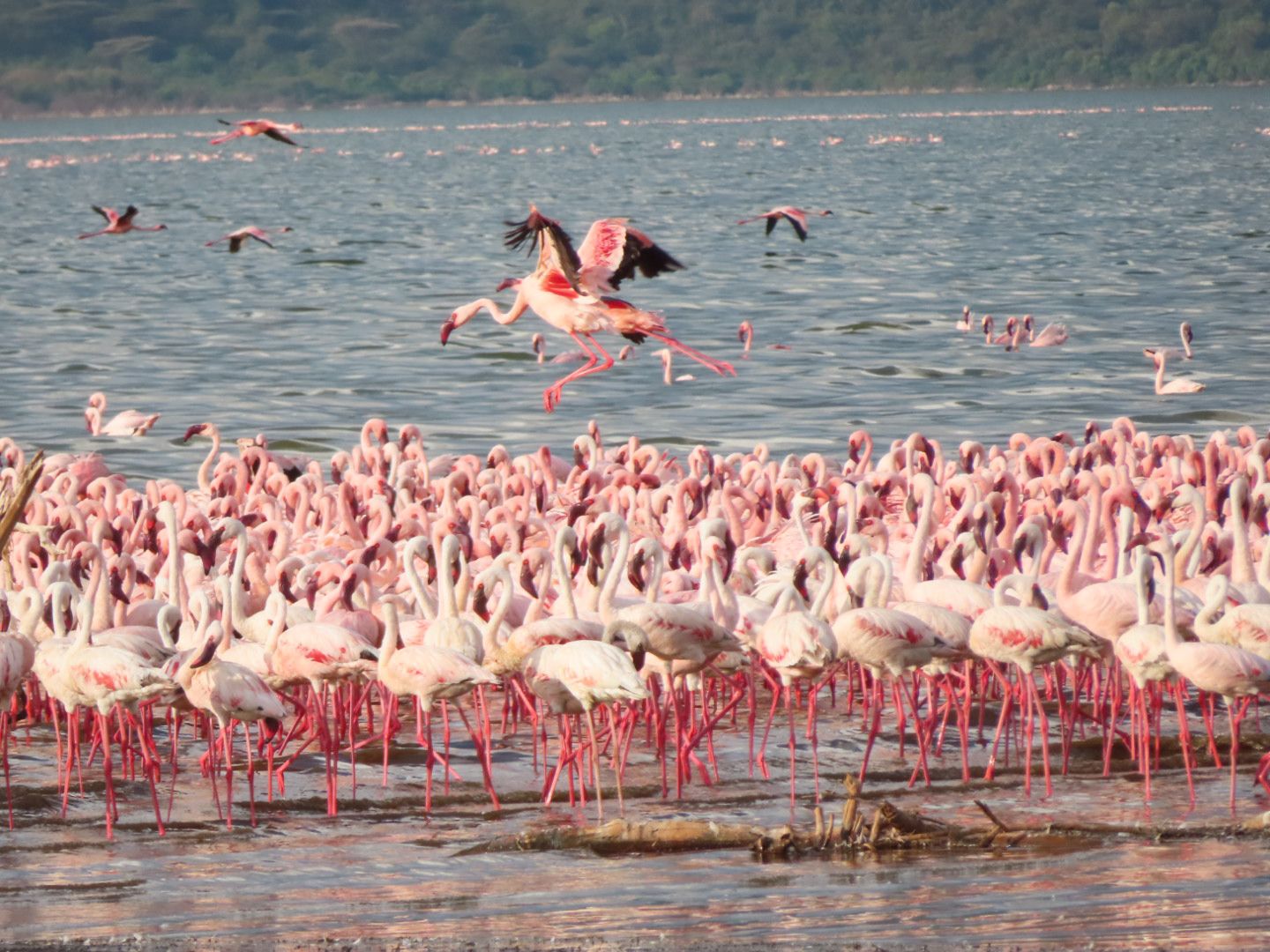 Lake Nakuru
