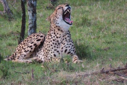 Amboseli Reserve