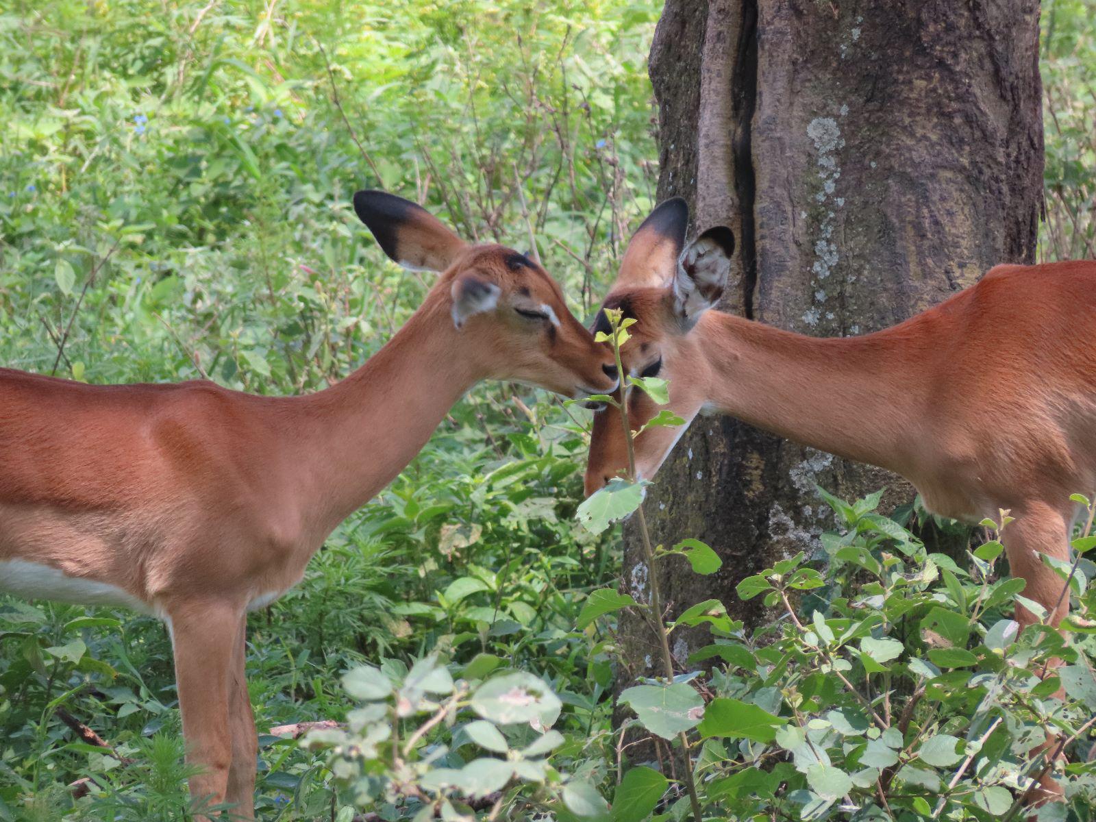 Conservation Safaris