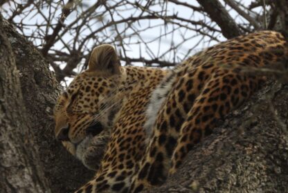 The Shaba National Reserve