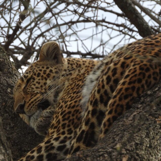Kenya