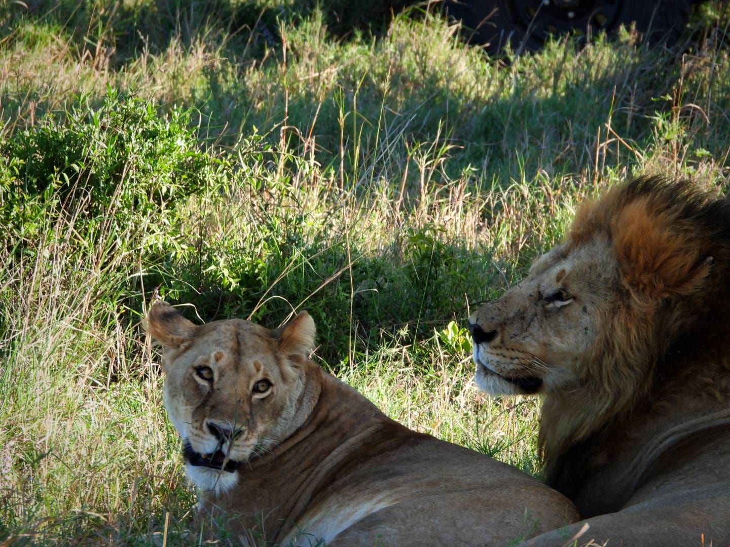 Popular Safaris