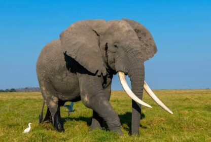 Maasai Mara