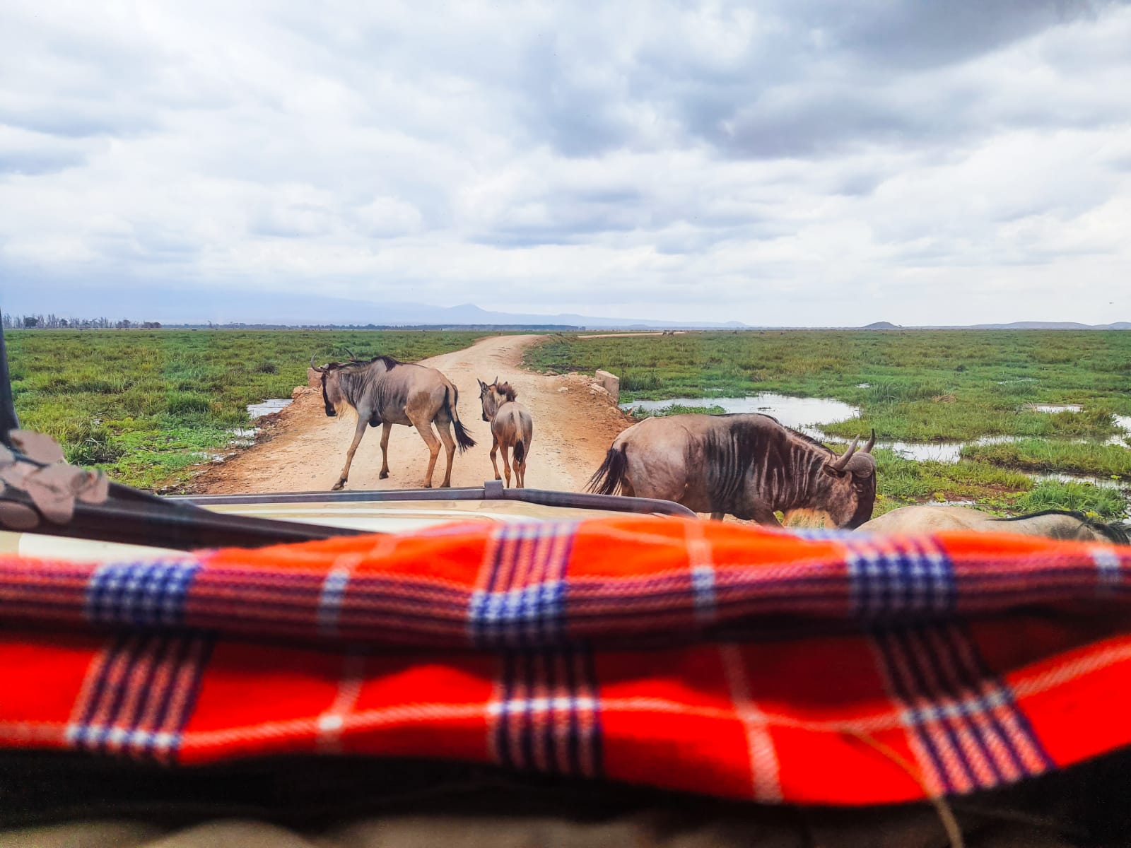 Rare Safaris