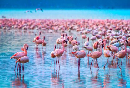Lake Nakuru