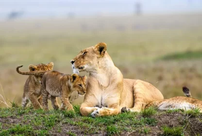 Amboseli National Park: Where Elephants Rule and Kilimanjaro Kisses the Sky