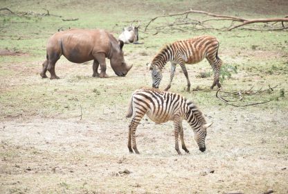 Roaming with the Wild: A Virtual Safari at Nairobi National Park
